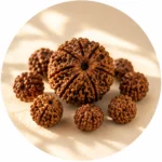 Rudraksha